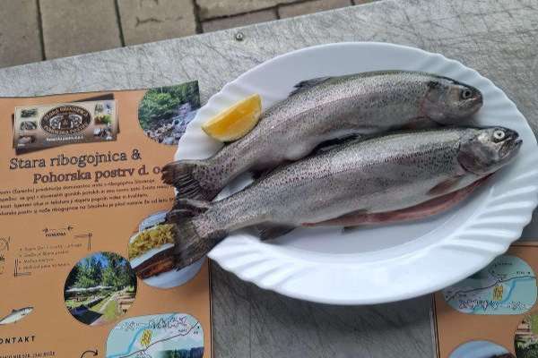 gojenje pohorske postrvi